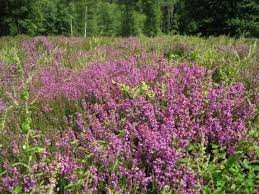 Sint-Michiels & Sint-Andries - Wandeling De Rode dopheide